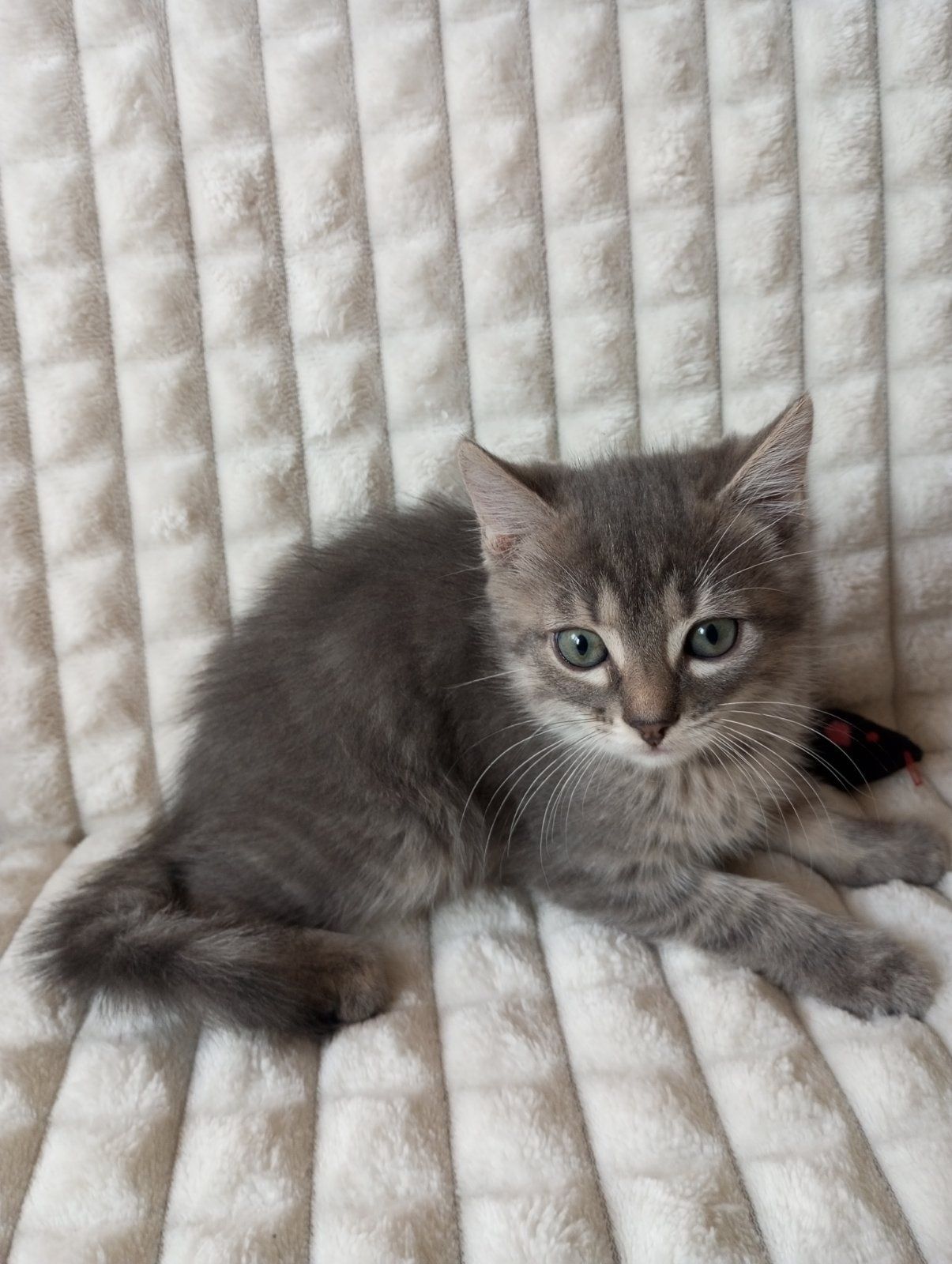 Кошеня хлопчик 2 місяці