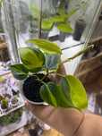 Filodendron brasil wspaniale wybarwienie kubeczek