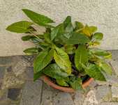 Plantas , catos, suculentas, protea, leucadendro