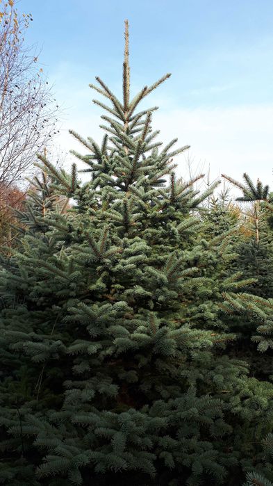 Choinka świerk srebrny 3m