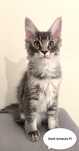 Kocur Maine Coon niebieski srebro