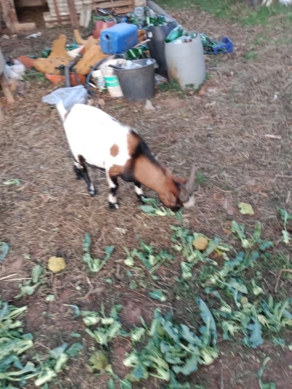Vendo cabrito com 6 meses