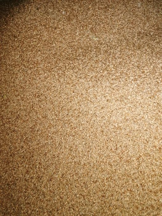 Pszenica tegoroczna dobrze bilansuje