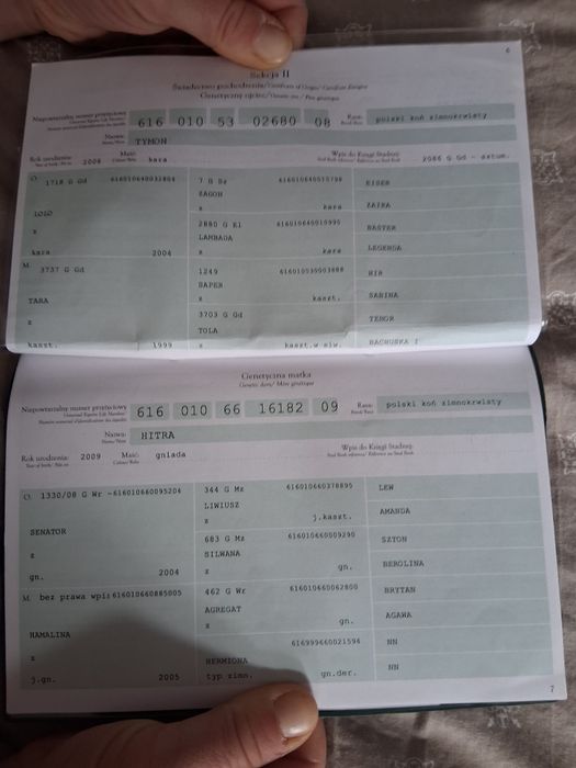 Sprzedam karą klacz