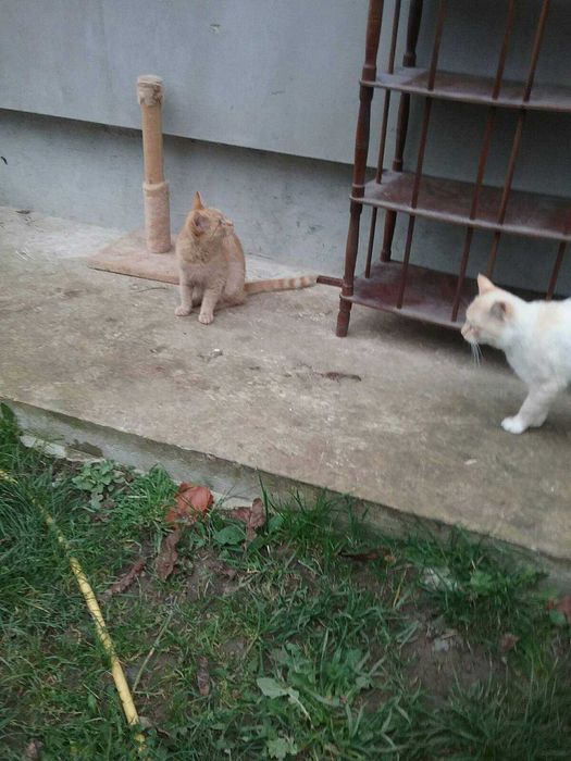 Віддам двох рижуватих котиків(можна по одному)