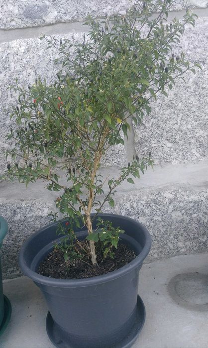 Planta gindungo / picante de Angola vários tamanhos