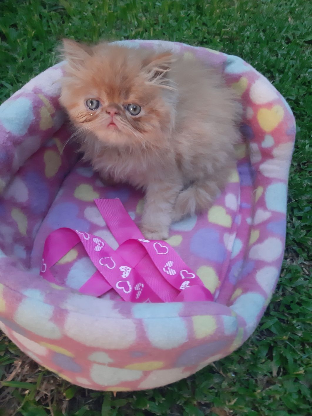 Gato persa red tabby