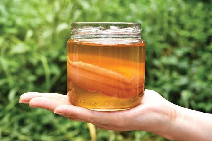 Grzybek Herbaciany 2szt Grzyb Kombucha Scoby 7cm Kombucza Starter