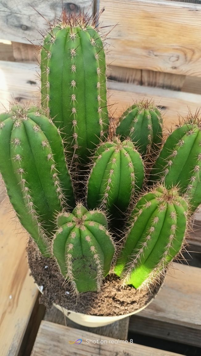 Kaktusy różne rodzaje Duże