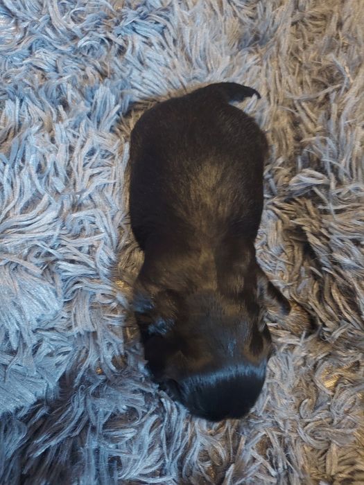 2 krycia  Shih-Tzu-pies reproduktor z rodowodem