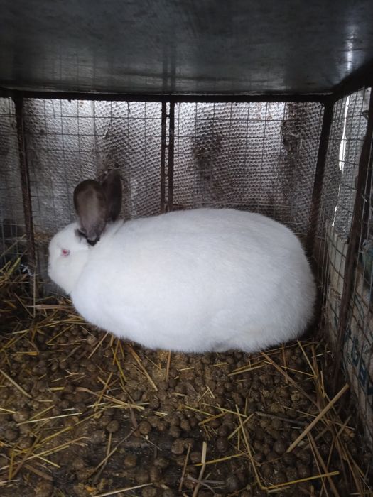 Продам парованых самак