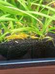 Krewetki neocaridina yellow fire neon