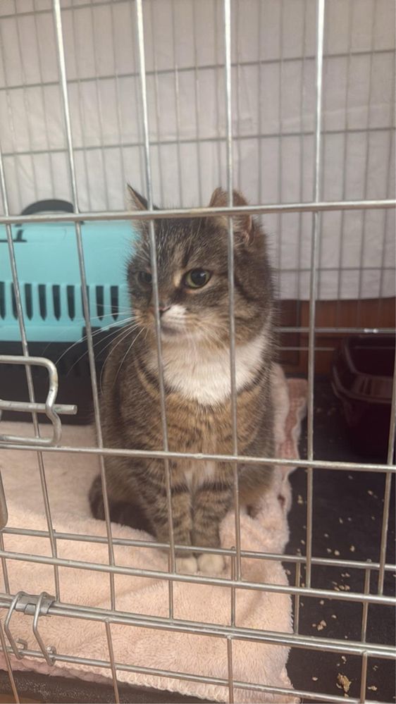 Wspaniała kotka do adopcji!