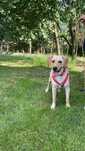 Roczny psiak adopcji