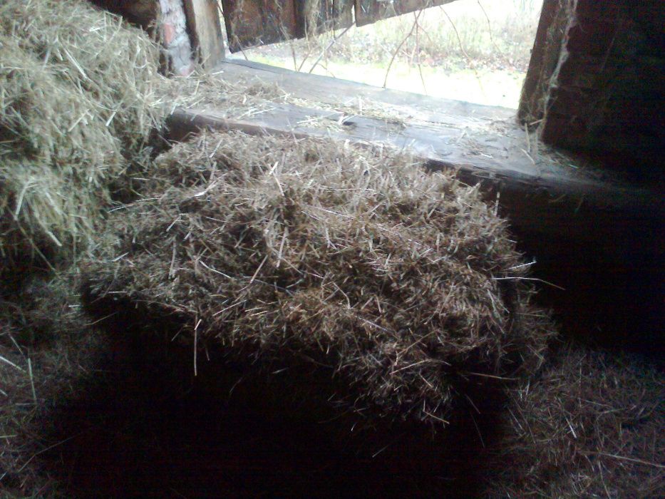 siano kostki kostka bal bela sezon 2024