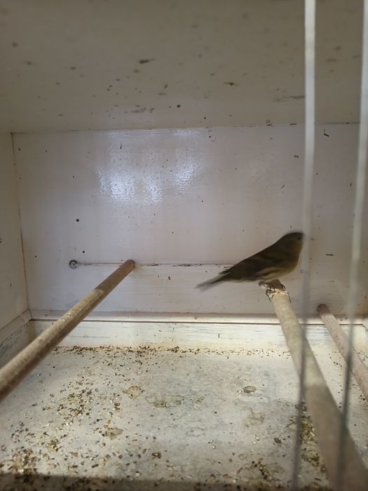 Kanarek samiec bastard