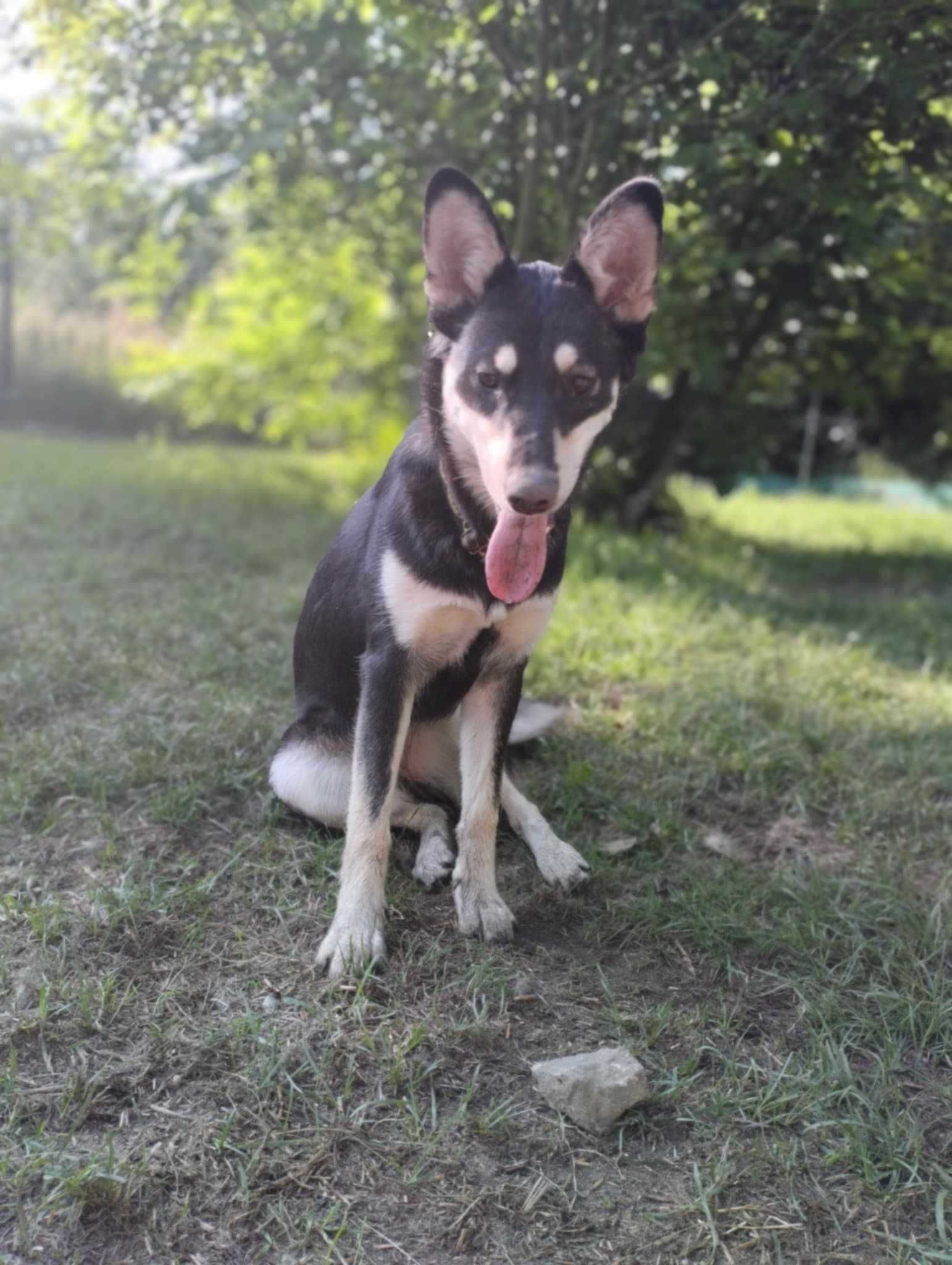 Półroczna suczka mix husky szuka domu