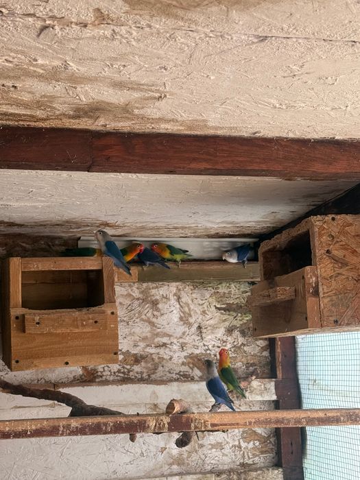 Sprzedam /Oddam nierozłączki