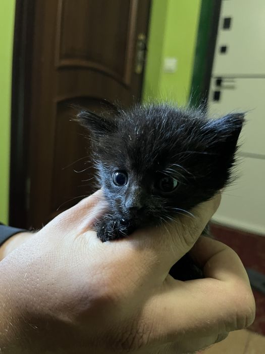 Котики в добрі руки