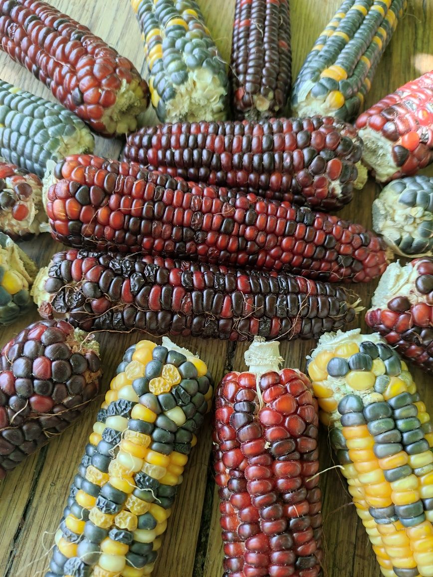 Кукурудза мультиколор ціна за 1000 шт насінин