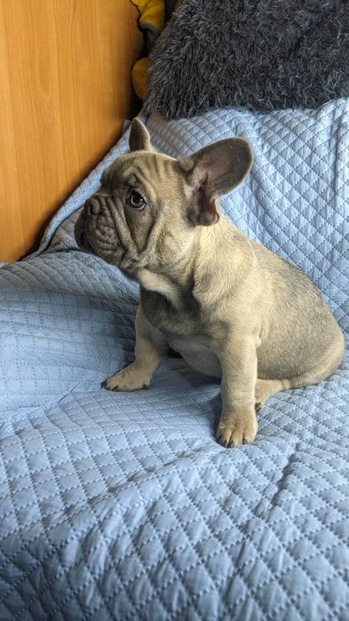 Хлопчик французький бульдог