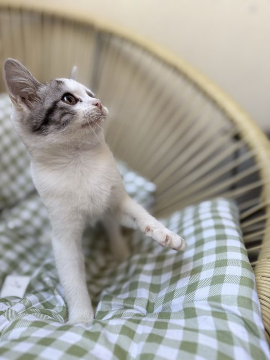Кошечка, кошенятко, кошеня, кішка, котик, кошенята дівчинка 4-6 тижнів