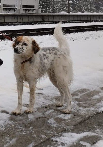 Zaginęła suczka Ciapa Choszczowe/Mostówka mazowieckie Polska - NAGRODA