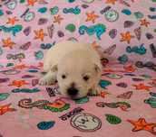 West Highland White Terrier ZKwP