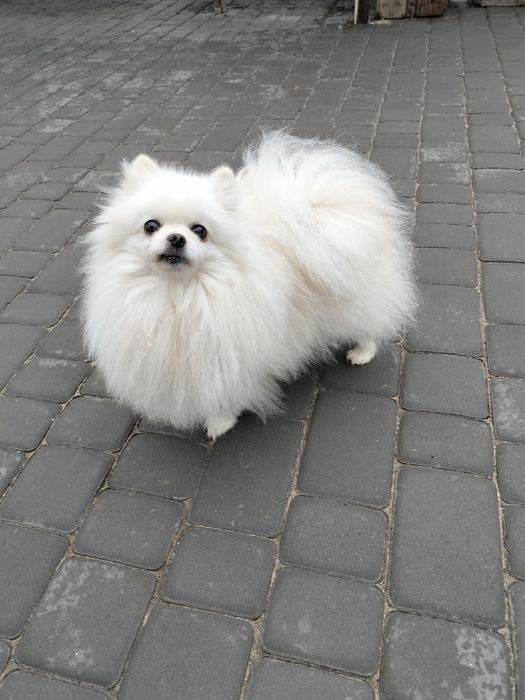 Померанский шпиц девочка