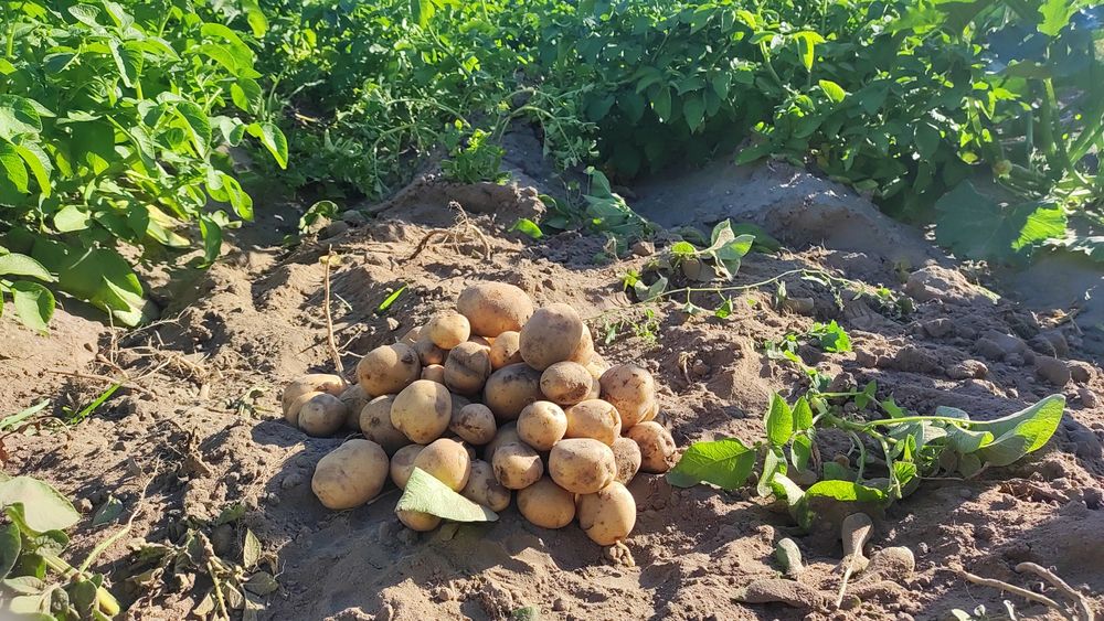 Ziemniaki ekologiczne, naturalne