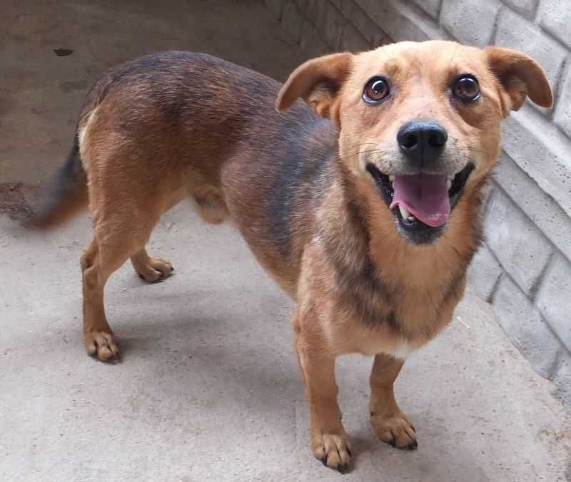 LIPTON mały , rudy pies czeka na adopcję