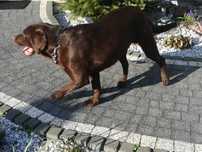 Labrador dorosły piesek