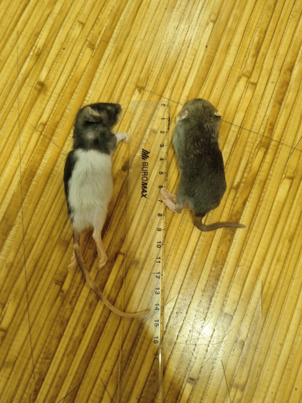 Щуренята кормові,  розмір дорослої миші