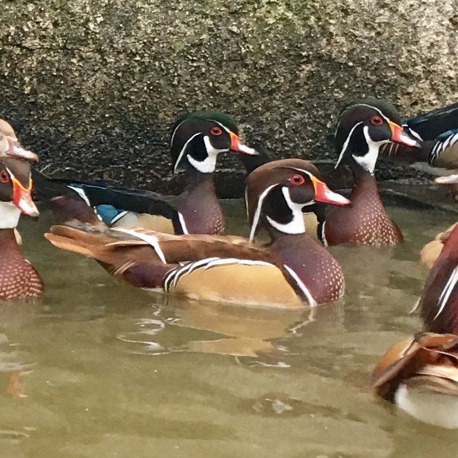 Patos mandarim e carolino bebés.