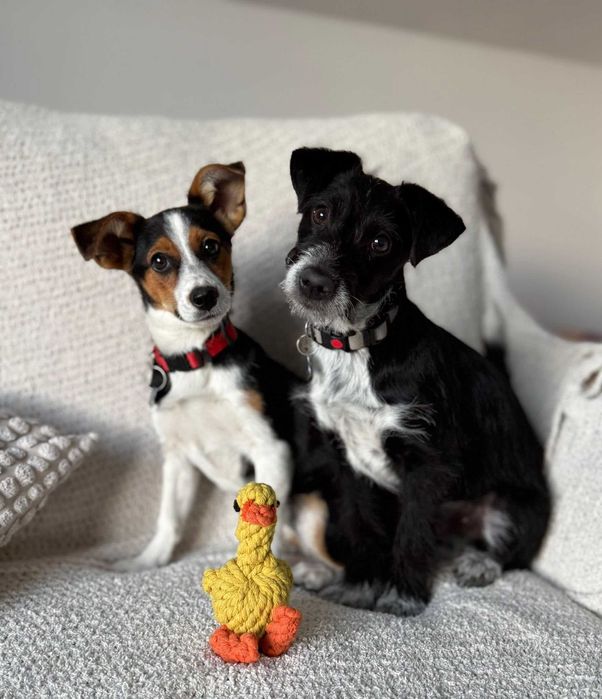 Podaruj jej dom! Urocza Debra!