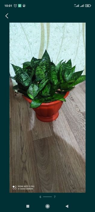 Сансевиерия или Тёщин язык цветок