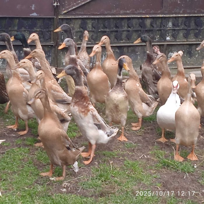 kaczki  kaczory biegusy