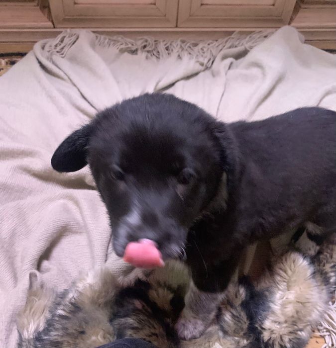 Отдам собаку в добрые руки