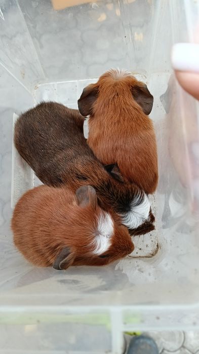 Малыши морской свинки.
