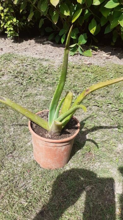 Vendo Aloe Vera Planta