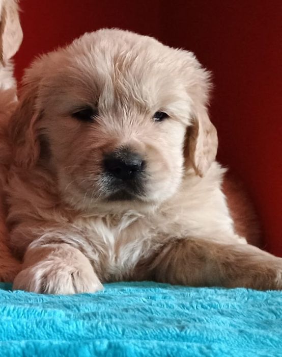 Golden Retriever ZkwP FCI piesek