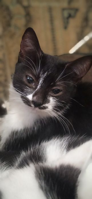 У добрі руки люблячих людей