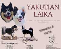 Cães de raça YAKUTIAN LAIKA