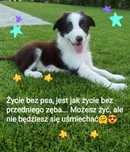 Border Collie, bialo-brązowy, piesek z rodowodem