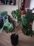 Monstera roslina