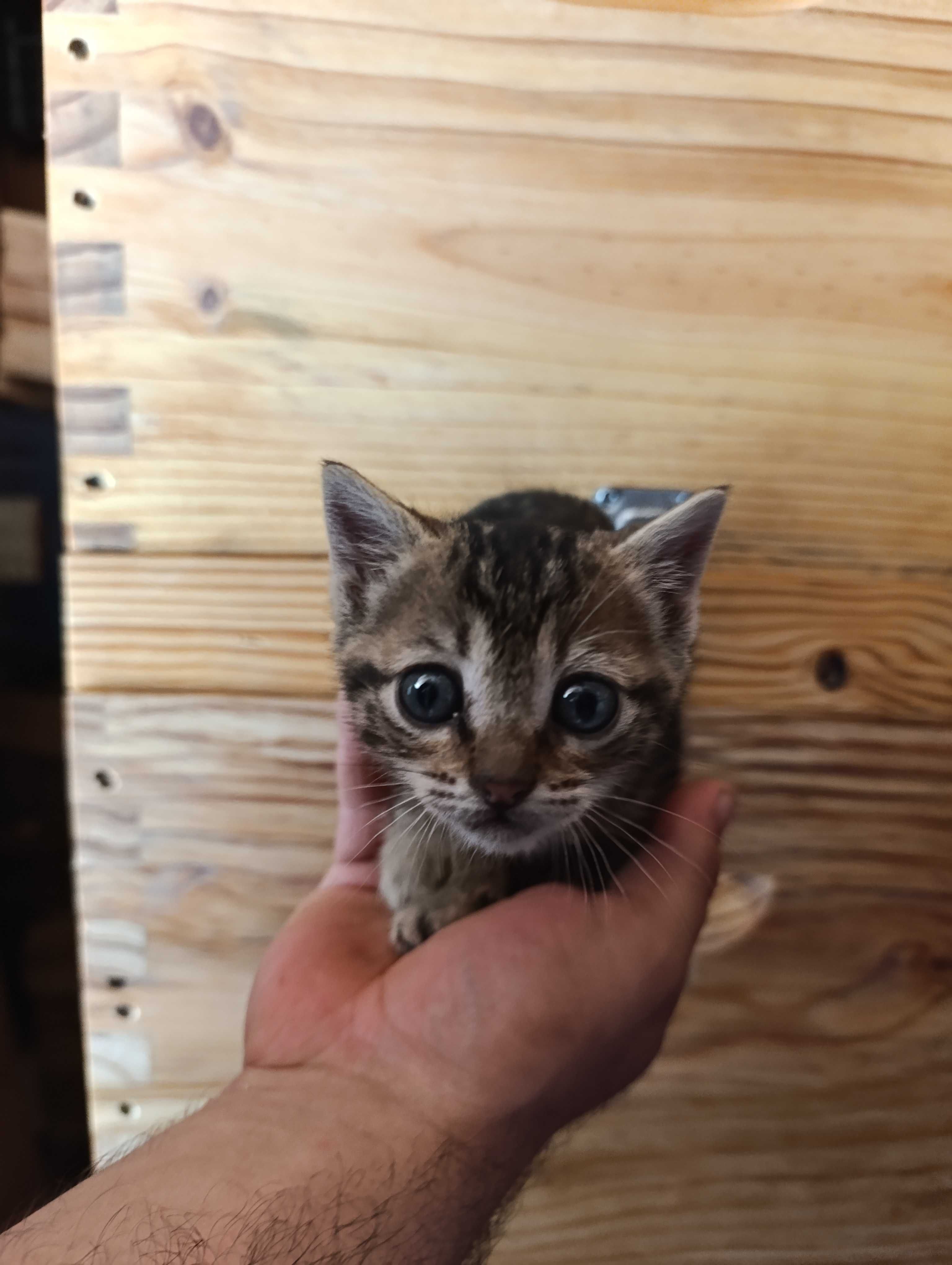 Gatinhos para adoção