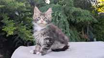 Kocurek czarny klasyk Maine Coon. Zapraszamy