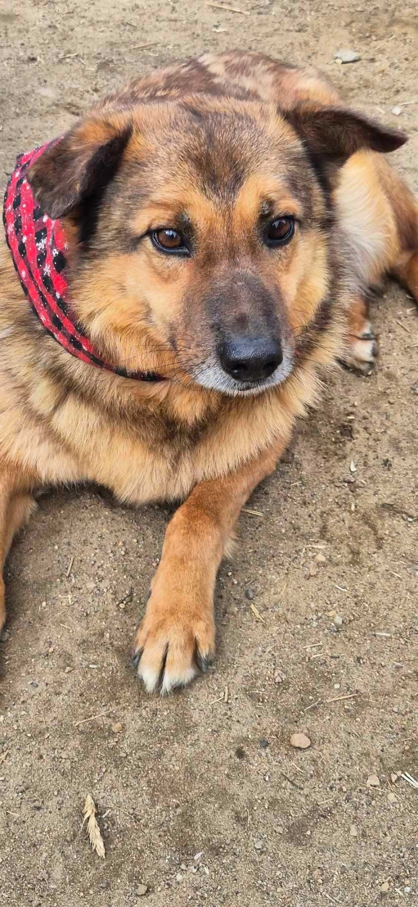 Piesek około 5 lat