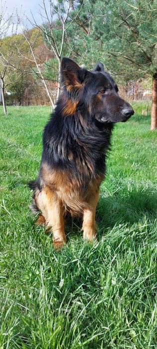 В'язка собак вівчарки кобель