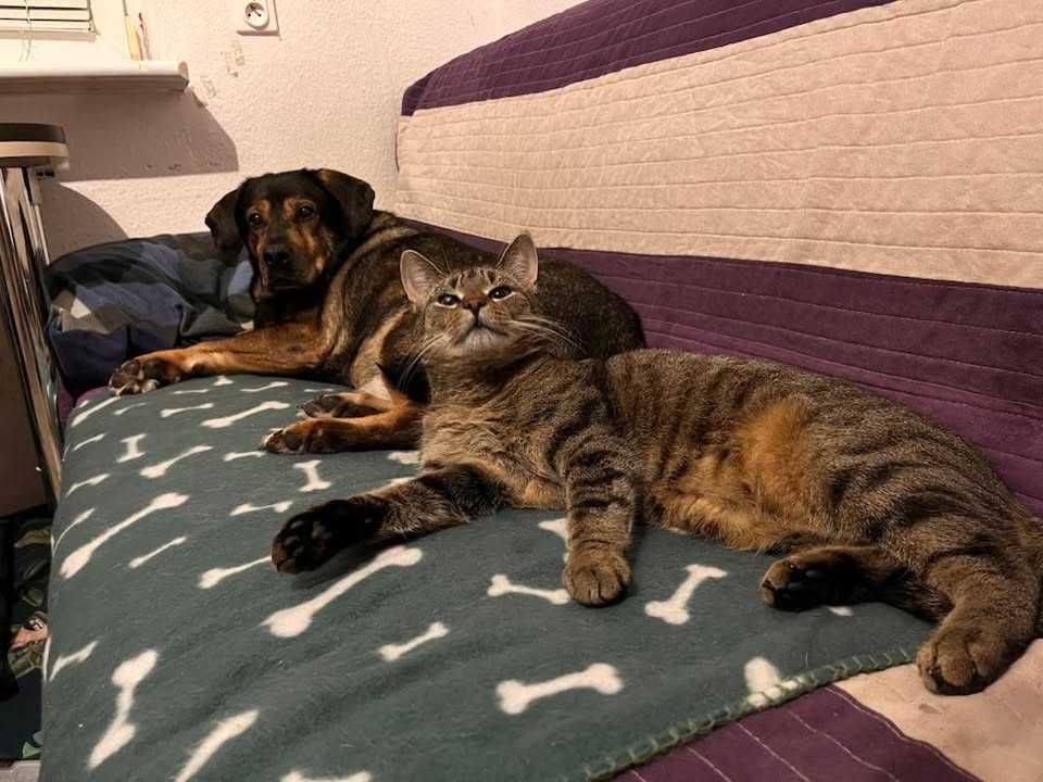 Chcesz tylko jednego kota? Tymek jest dla ciebie